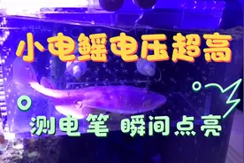 小伙开箱电鳐鱼，萌萌的外表下藏着超高的电压！测电笔瞬间被点亮视频封面