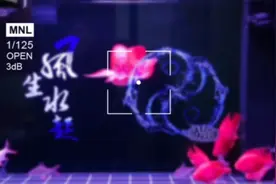 家庭养鱼之-简单好养，鹦鹉鱼，红箭鱼，淡水鲨鱼等视频封面