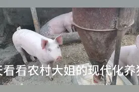 看农村大姐是如何养猪赚钱的？品种猪杜洛克，四个月三百多斤！视频封面