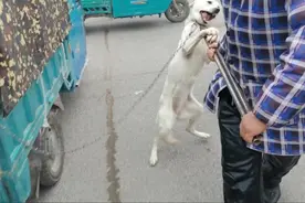 恶犬必须上铁夹子，30年狗贩子遭到攻击，吓坏众人视频封面