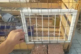 鸽舍撞门不好用，鸽子老是出来，自己动手改造一下视频封面