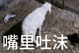 小羊羔嘴里吐沫，吓得我一身汗，打了一针就好了，20分钟有效果视频封面