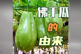 绿色蔬菜 佛手瓜 佛手？