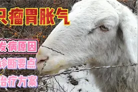 羊只瘤胃胀气：3个发病原因，2大诊断要点，3种治疗方案视频封面
