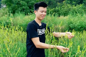 湖南发现怪异村，农民全部凌晨3点起床干活，原来都在采摘黄花菜