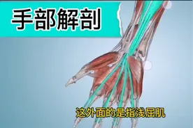 手部解剖（韧带，肌肉和神经）   推拿按摩基本解剖知识点视频封面