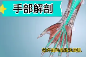 手部解剖（韧带，肌肉和神经）   推拿按摩基本解剖知识点视频封面
