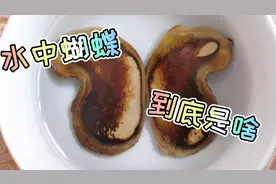 你们关心的芒果来啦，但是为什么和以前不一样，咋回事呀