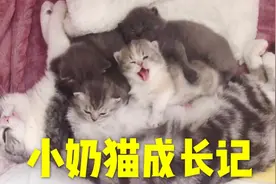 奶猫30天成长全记录，铲屎官每天被萌到尖叫，猫妈却累到怀疑喵生