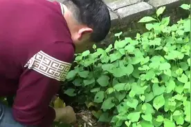 鱼腥草每个药店都有，兵哥和兵嫂要亲自去扯回来当茶喝