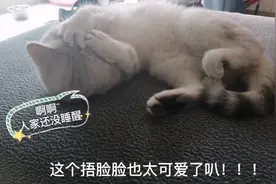 怎样叫醒一只睡着的猫咪？我可是有妙招的哦