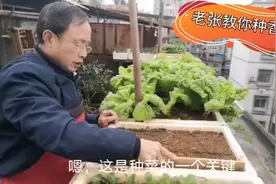 阳台种香菜：老张今天教大家如何种香菜满满干货，快来学视频封面