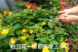植物紫茉莉又称地雷花，对人有3大好处，尤其是粉刺了解认识一下