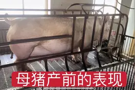 母猪产前的表现和征兆有哪些？掌握这几点，轻松判定母猪生产时间