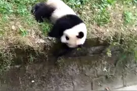 我们一起学“猫”叫，一起“喵喵喵喵喵”