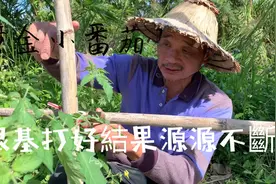 种黄金小番茄～根基打好了结果源源不断视频封面