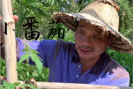 种黄金小番茄～根基打好了结果源源不断视频封面