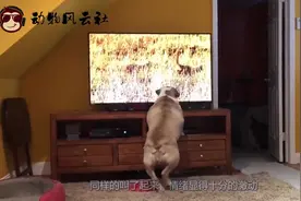 见过狗狗看电视吗？狗看电视有什么表现呢？这只狗反应太搞笑了
