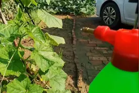 黄瓜得病不结瓜，只需一勺小苏打喷几下，一季不得病，黄瓜结不停