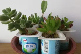 小小酸奶盒变身小花盆，多长成不一样的景色视频封面