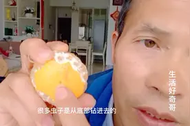 有种橘子暗藏密洞，洞内有虫蠕动，好奇哥带大家辨别这种生虫橘子