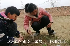 春季韭菜生地蛆，农村媳妇用土方法治蛆，不打农药，不花钱还安全视频封面
