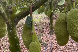 小伙种的这种水果，亩产可以达到10000多斤，一年四季都可以挂果视频封面