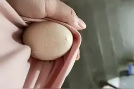 太挑食了，狗子只爱吃蛋黄。视频封面