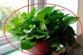 家里的这几个位置，一定要放盆绿萝！有讲究，可惜有不少人不当事视频封面