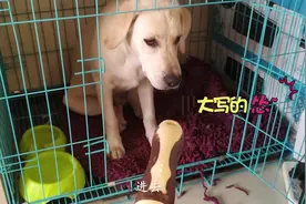 狗狗拆家被教育，拒不认错还顶嘴，最后怎么认怂呢？