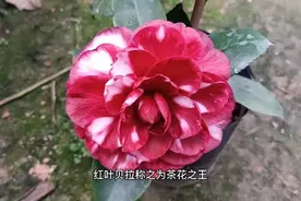红叶贝拉茶花视频封面