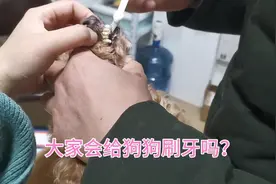 宠物美容师教你如何给狗狗刷牙，学会这几点狗狗会乖乖配合！