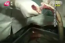 不解剖不知道，野生蛇体内藏有大量寄生虫，吓得我视频封面