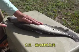 泰国七星刀鱼：集颜值与美味于一身！