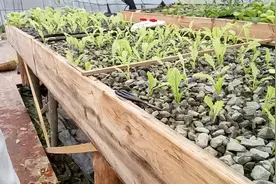 农人小梁利用高科技把菜种在石头子上一起来看看是怎么种菜的视频封面