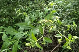 六月霜，书名刘寄奴，夏天泡茶喝的草药，来看看吧