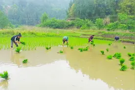 实拍：四川农村人工插秧全过程，小时候熟悉的场景，看完该想家了