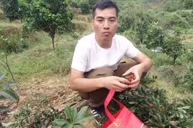 山上野生杨梅和自种杨梅，摘杨梅这样摘，怕是下次没得摘了