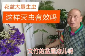 家里阳台上文竹花盆生了很多小飞虫，用这个方法灭虫，有用吗？