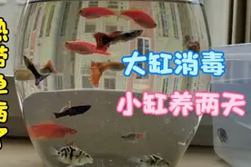 孔雀鱼新成员合缸慎重，不然毁你一缸鱼。视频封面