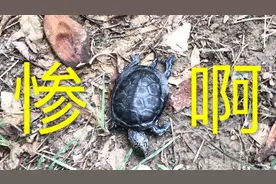 欧洲泽龟死亡前兆分析