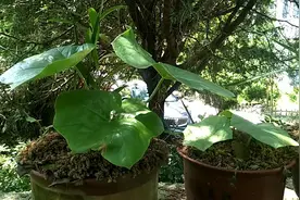 蛇药八角莲，一种比较难种的蛇药……视频封面
