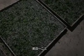 家里养了5000只蚕，4龄醒来后都不爱吃桑叶，是因为天气冷吗？