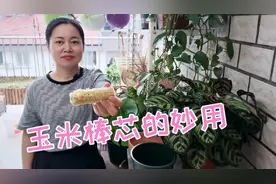 剩下的玉米棒芯不要丢，用来养花有妙用，上盆换土用的着