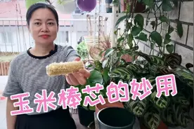 剩下的玉米棒芯不要丢，用来养花有妙用，上盆换土用的着视频封面