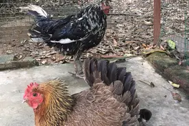 贵妃鸡和清远鸡杂交生的蛋真孵出了小鸡，真正属于它们的后代视频封面