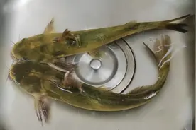 黄骨鱼汤营养的做法，汤汤教你小窍门，煎鱼不烂，鱼汤奶白，不腥视频封面