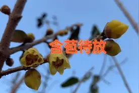 千佛山腊梅迎寒盛放，香气扑鼻。再来一次低温，叶落梅开，更好看视频封面