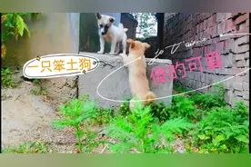 这是我见过最笨的狗