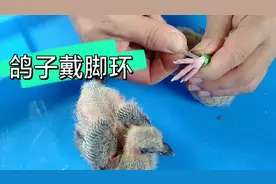 如何给鸽子戴脚环？鸽子戴脚环就有一个明确的身份，正确的戴法视频封面